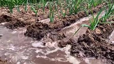 田间灌溉韭菜.. 传统的自然浇水。 环保产品。 农业和农田。 农作物。 乌克兰